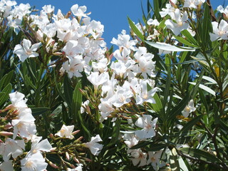 Weißer Oleander im Alentejo Portugal