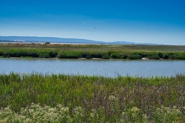 River surrounded with green grass and a blue sky over it