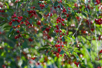 grappes de cerises sur cerisier