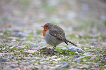Robin Redbreast all fluffed up 