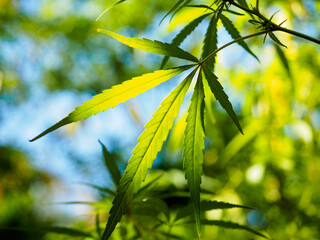 Fototapeta na wymiar Bright afternoon sunlight illuminates cannabis leaves, creating a soft focus, dreamy image