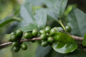 Plantacion organica de cafe en Karnakata, India 