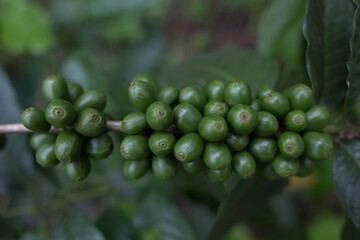 Plantacion organica de cafe en Karnakata, India 