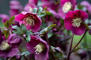 Vibrant purple anemones in early spring garden 