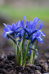Miniature iris in early spring garden