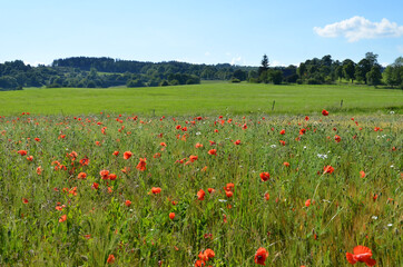 Getreidefeld mit Mohnblumen