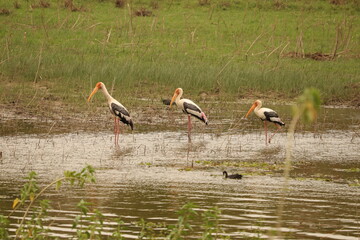 white stork in the water