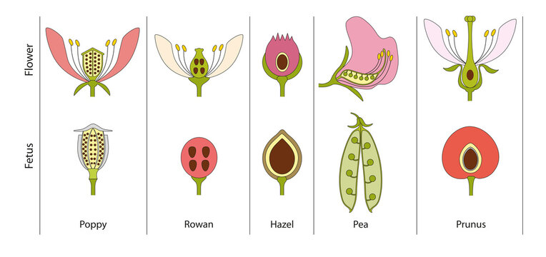 Differences in plant flower and fruit structure