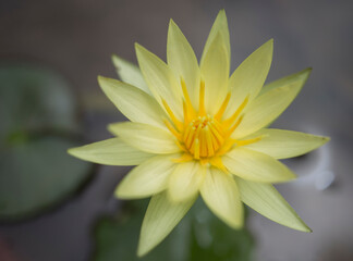 Flor de Loto en La India