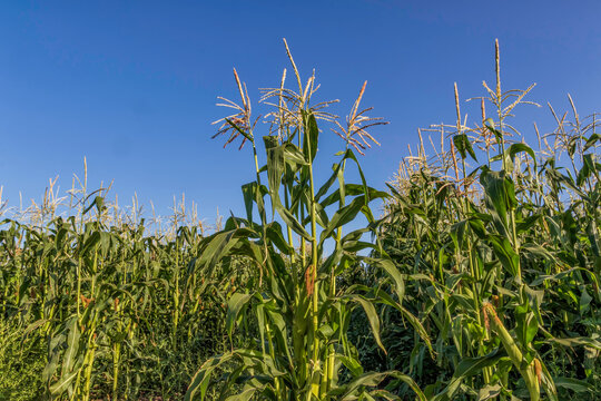 Agricultural field of blooming corn with young cobs on a background of sky