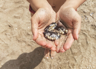 Girl on the beach in her hands holds multi-colored sea shells and sand close-up.
