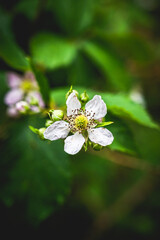 Brombeerblüte