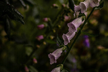 #flowers #leaves #waterdrops #nature #macro