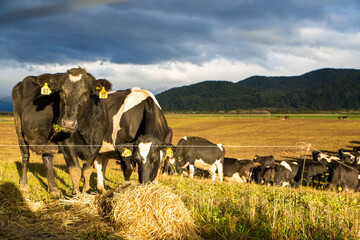 Cattle on winter feed are strip grazed on a farm in Southland, New Zealand. 