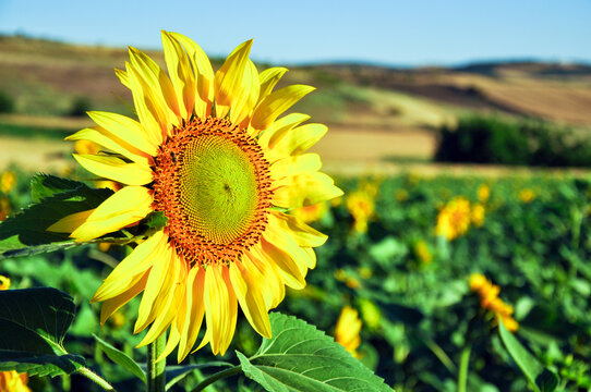 Bright yellow sunflower head in bloom. Blooming sunflower with large leaves