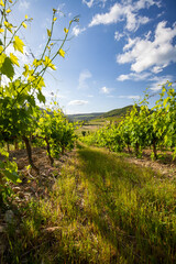 Fototapeta premium landscape of vineyard and summer