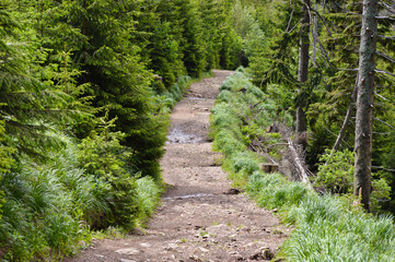 Obraz premium Trails and path on the way to biggest mountain of Czech Republic in Krkonose national park