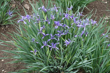 Iris sibirica in full bloom in May