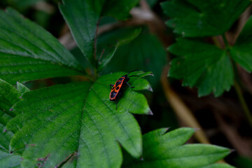 Tiny firebug on a leaf