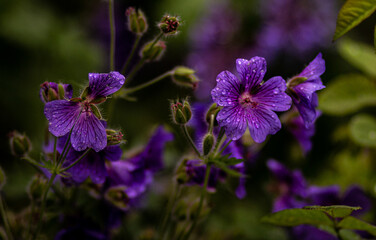 #flowers #leaves #waterdrops #nature #macro