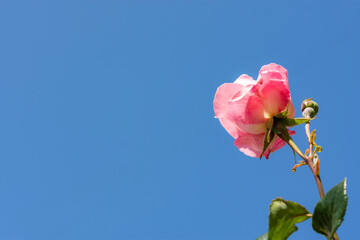 Pink roses against a blue sky. Delicate rose blossoms with space for text. The layout of the greeting card. Summer flower background. Bottom view.