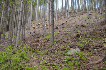 Empty spaces in forest after bark beetles deforestation