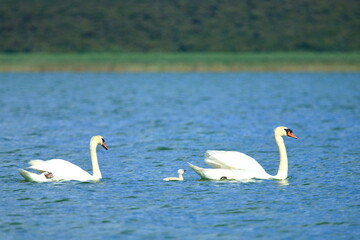 Swans family on the lake