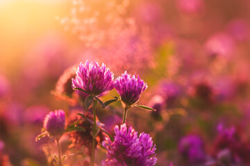 Dreamlike warm morning field, clover flowers close-up, nice pink dawn, beautiful natural desktop Wallpaper © Yana Mirta