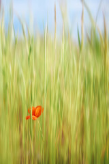 Eine Mohnblume im Feld