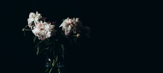 Beautiful delicate peonies on a dark background, blooming flowers, March 8, mother's day, birthday present