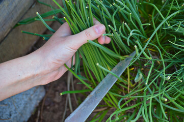 Cutting and pulling fresh chive with sharp knife at family garden