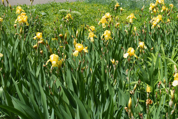 Flowers of yellow bearded irises in mid May