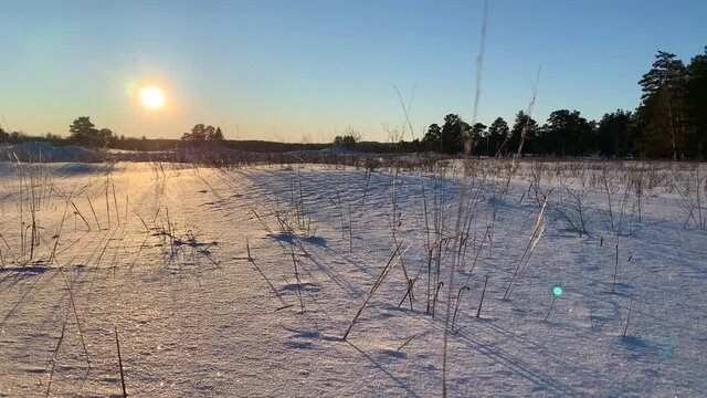 Amazing beautiful pine forest as a background in winter time at sunset. Frosty grass at winter sunset in a field.