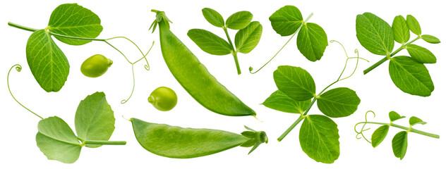Fresh green pea leaves isolated on white background