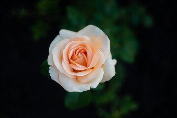 single beige rose