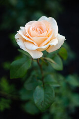 beige rose on green background