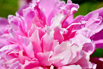 Pink peony buds with white border