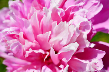 Pink peony buds with white border