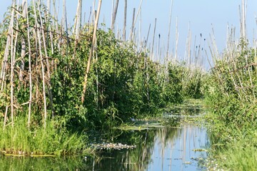 Floting field Inle lake in Nyaungshwe Township of Shan State. Shan Hills in Myanmar Burma