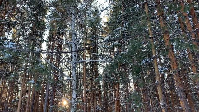 Amazing beautiful pine forest in winter time at sunset with sun ray through the trees. Coniferous forest.