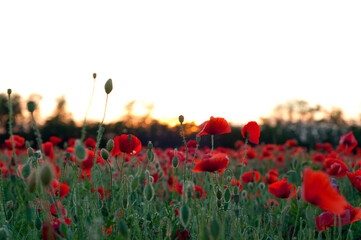 Obraz premium Red poppies on a green field in the rays of the setting sun. Field of poppies. Red flowers. Beautiful sunset in summer
