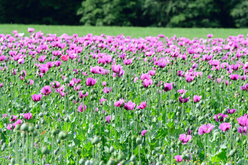 Backmohn , (Papaver somniferum) auf einem Feld