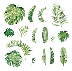 Set with beautiful watercolor tropical leaves. Tropics. Realistic tropical leaves. - 361051626