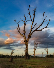 dead tree at sunset