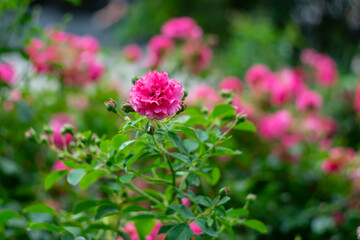 Obraz premium Blooming roses in the park on a natural background