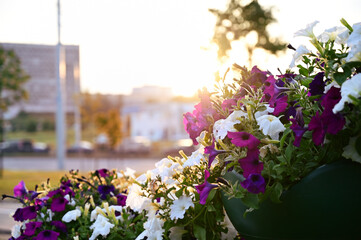 Beautiful photo of flowers in the city at sunset no people in the evening