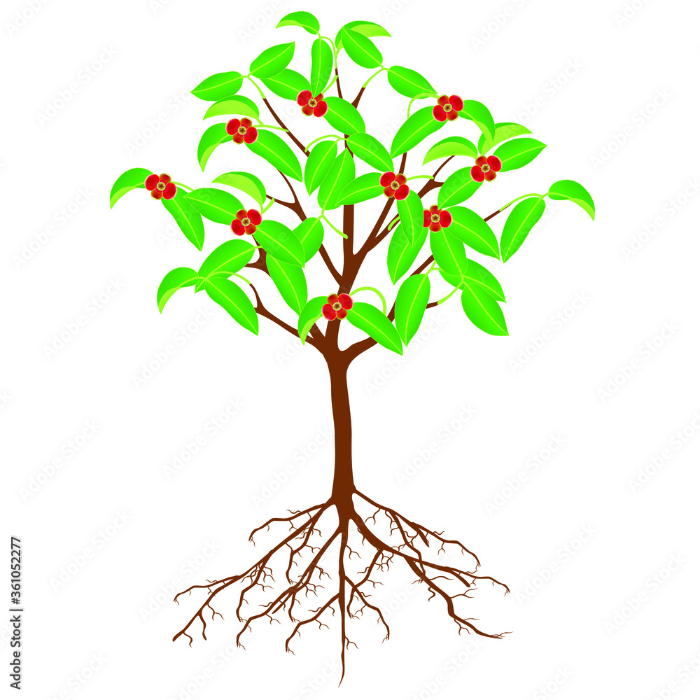 Wall mural flowering mangosteen tree with roots on a white background.
