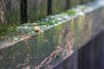 snail on a fence - as time goes by