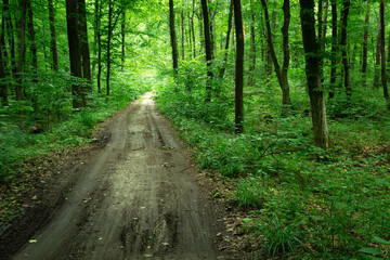 Fototapeta na wymiar Ground road through green dense forest