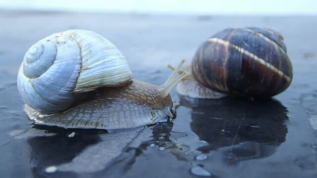 White shell albino garden snail moving